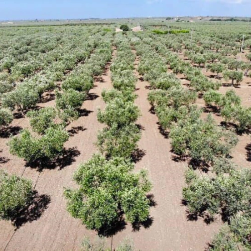 Land with Olive Trees - Amabile Farm