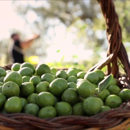 Wicker basket (cannistro) with freshly picked olives - Amabile Farm