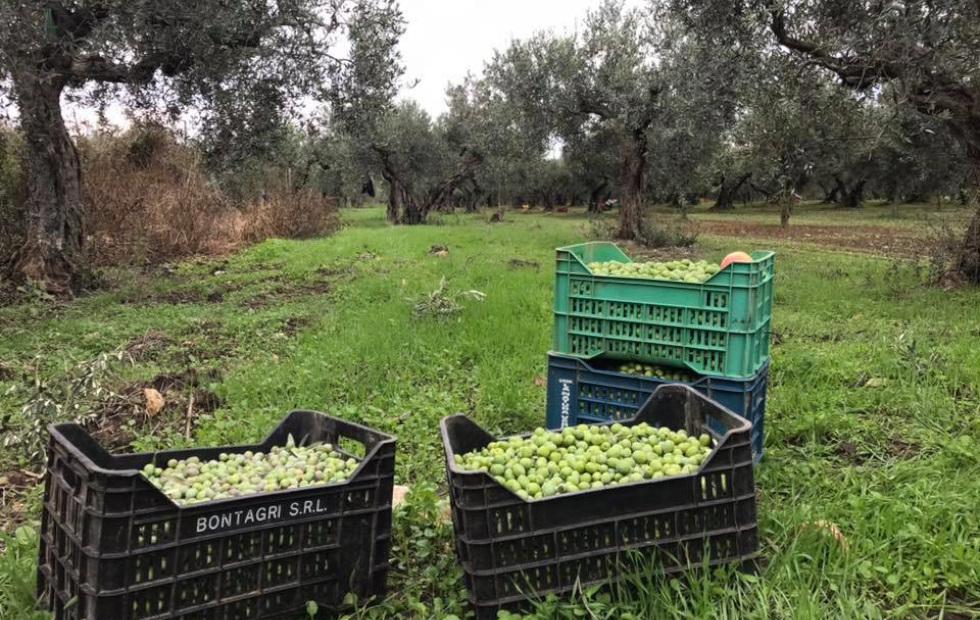 Fasi di Produzione dell'Olio Extra Vergine